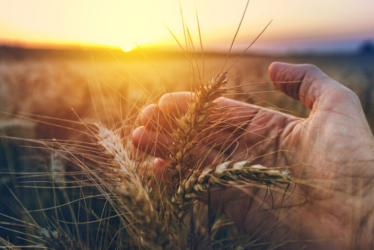 Hand prüft reife Weizenpflanzen auf dem Feld